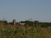 Alternate view of Nelson farm from the fields- 2009