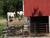 Mueller farm cattle- 2010