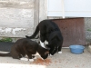 Barn cats on the Mueller farm- 2010