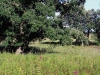 Burr Oaks on Restored Prairie