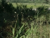Remnants of Therese Steinhoff's garden-2009