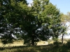 Site of Former Steinhoff farm-2009