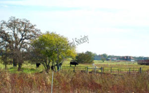 Image of cattle on the Royal Angus Farms II