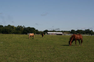 Horses grazing  on the Southwind ranch